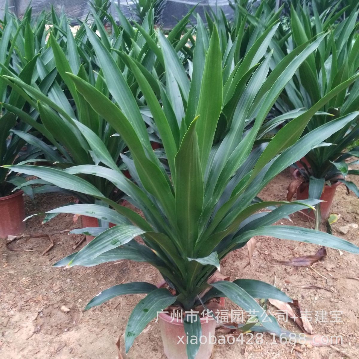 源头基地室内观赏绿植直也门窄叶青叶版铁5盆起园林绿化盆栽批发