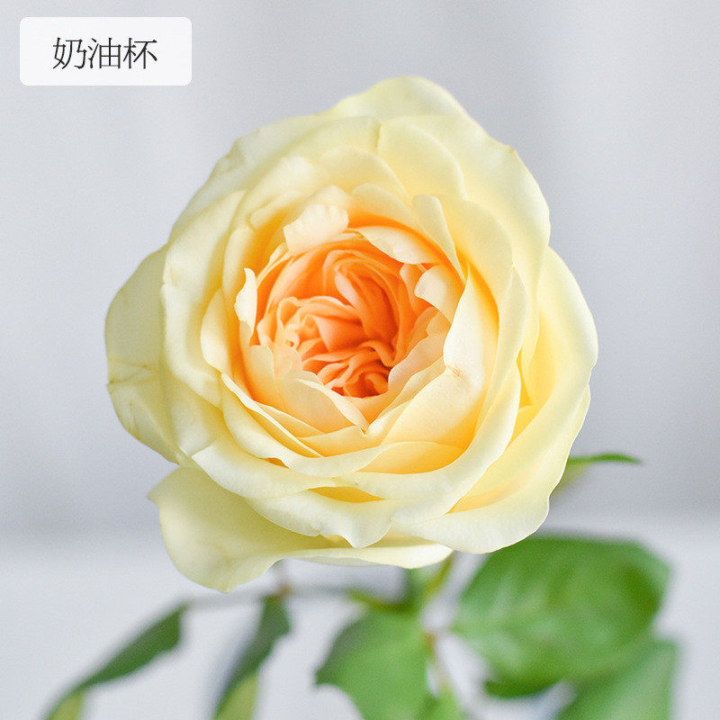 [奶油奥斯丁玫玫瑰]杯花型高级玫瑰昆明基地直供批发新鲜现采