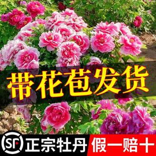 牡丹花盆栽带花苞发货地栽耐寒树苗院子里适合种的花庭院开花厂家
