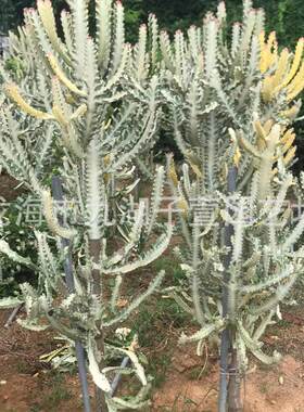 白龙骨锦仙人掌仙人球多肉植物仙人柱沙生批发植物群生基地景观