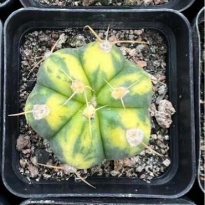 散斑根锦2-3cm仙人球自根侧芽自圣王多肉植物仙人掌基地沙生植物