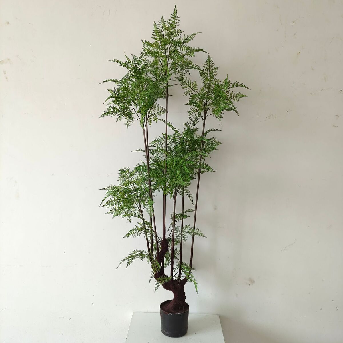 文竹仿真绿植盆栽橱窗软装家居落地饰品设计造景仿真铁线厥常青