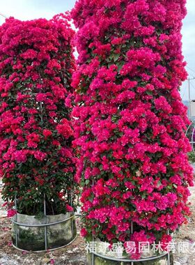 热销紫色三角梅柱子红色三角梅花柱批发叶子花柱子勒杜鹃基地