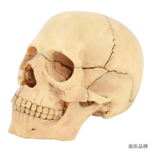小型彩色拆分颅骨模型拆装头骨模型15部分可拆解骷髅头模型