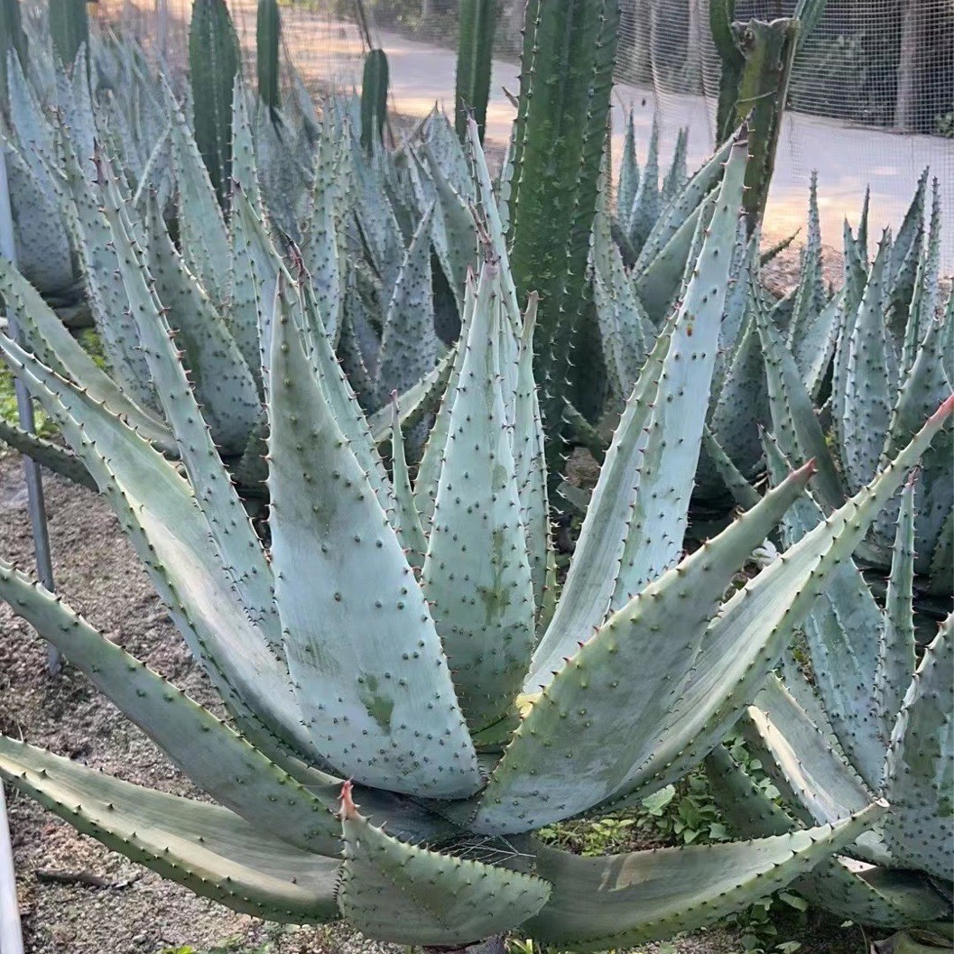 鬼切芦荟高度1米左右仙人球沙生基地直发景观造景仙人球植物