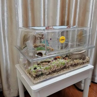 款 宠物笼子仓鼠笼62cm透明笼百搭经典 透明笼子观赏笼厂家批发
