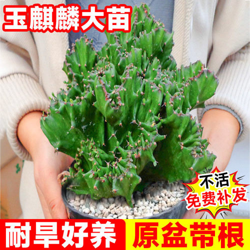 彩带根麒麟植物多肉大颗好养室内盆栽玉麒麟盆栽麒麟龙骨稀有品种