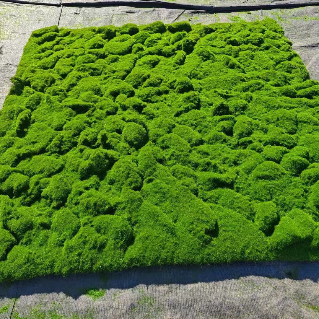 人造青苔草坪绿色植物工程微景观橱窗假苔藓造景装饰全铺仿真苔藓