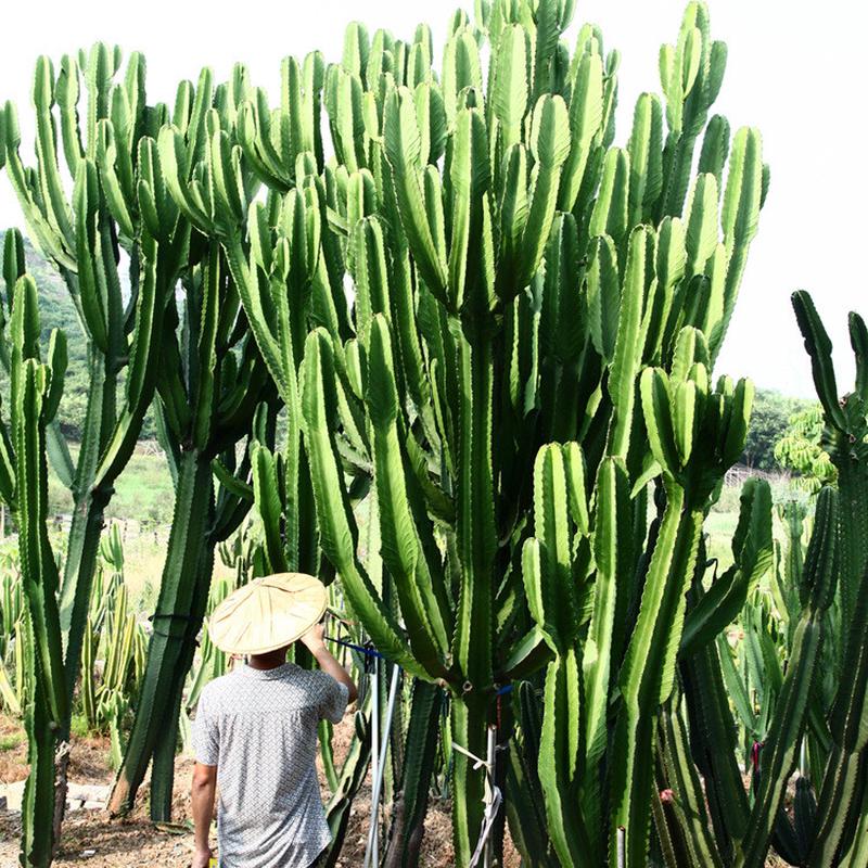福建漳州沙漠热带植物厂家大型主景设计大戟阁公园造景仙人掌