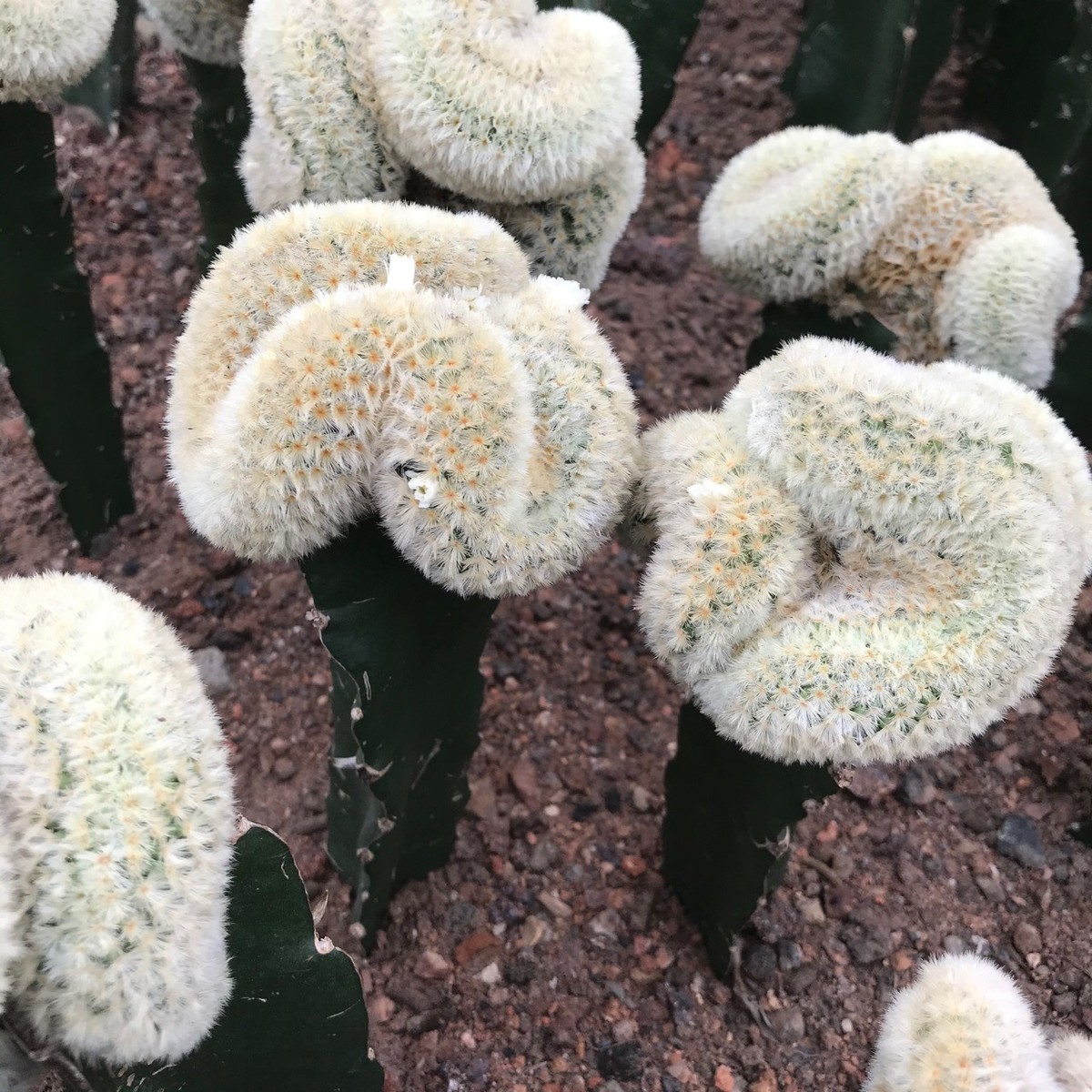 自根嘉文丸缀化仙人球多肉植物绿植小盆栽仙人掌基地植物沙生批发