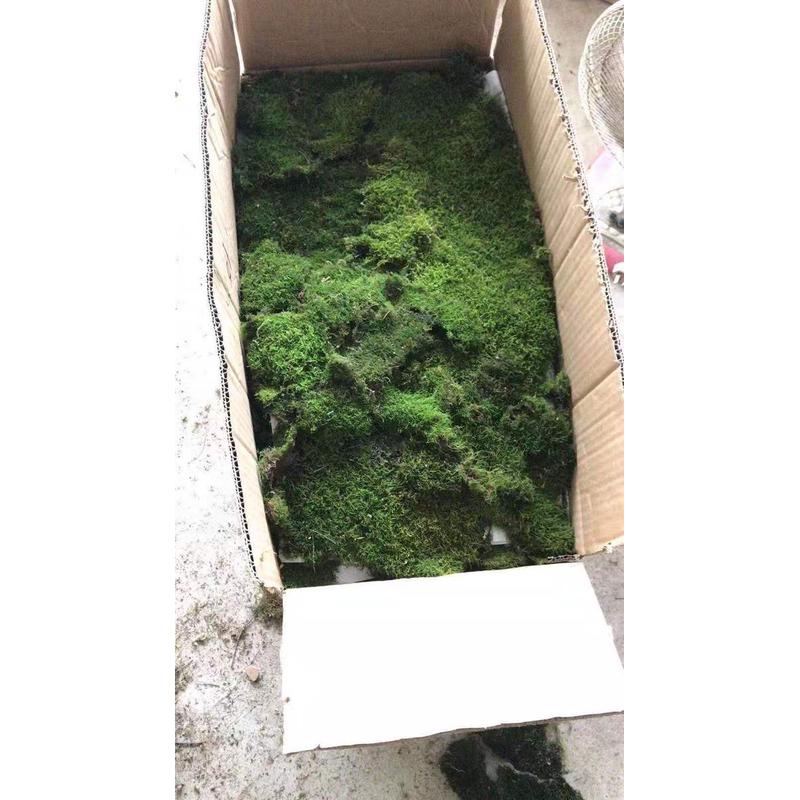 鲜活野生新鲜白发草皮苔藓短绒大灰藓园林花园植物微景观造景材料