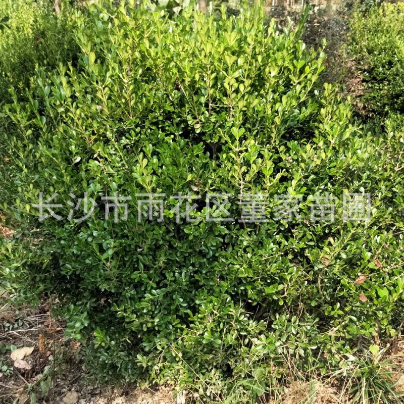 苗圃批发瓜子黄杨毛球豆瓣黄杨小叶黄杨雀舌黄杨冠幅1米