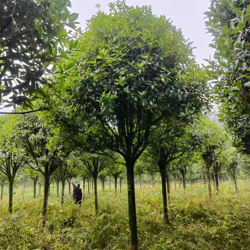 重庆桂花树八月桂花树品种公分的江津桂花树八工绿化树