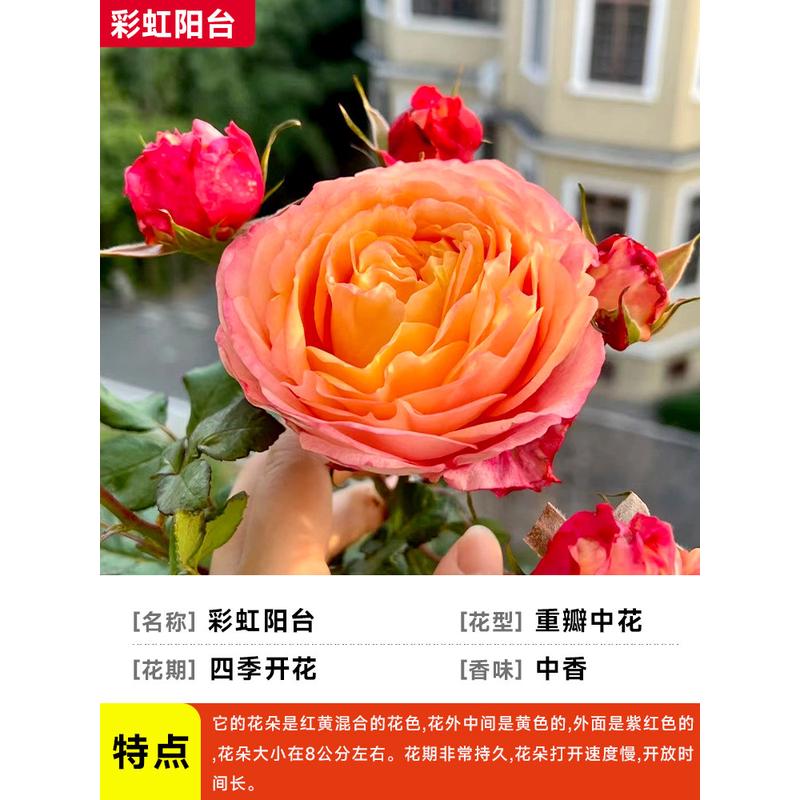 大棒棒糖多头室内阳台果汁阳台月季红花苗果汁灌木玫瑰花苗花盆栽