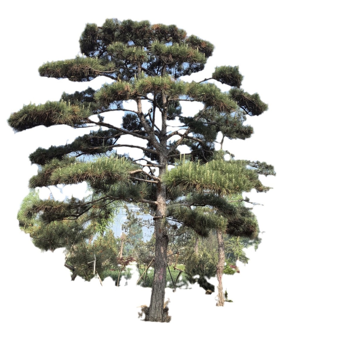 别墅庭院景观造型松3米黑松树形美观造型独特易管理