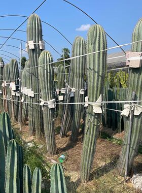 造景仙人掌仙人球柱热带仙人土人节柱大凤龙大戟阁批发