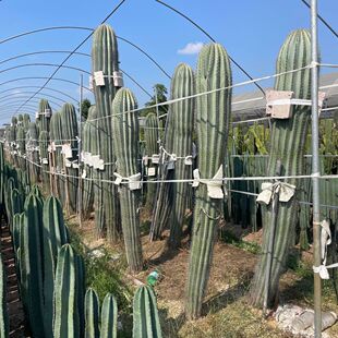 造景仙人掌仙人柱热带仙人球土人节柱大凤龙大戟批发阁