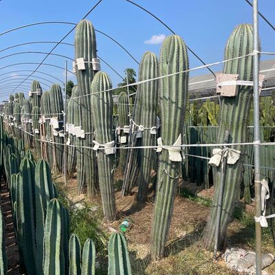 造景仙人掌仙人柱热带阁土人节柱大凤龙大戟仙人球批发