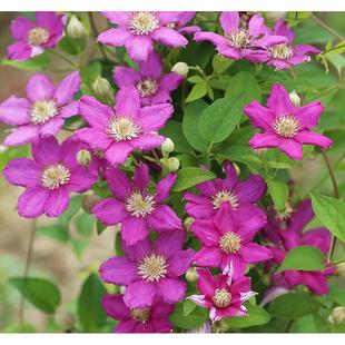 爬藤晨曲铁线莲阳台庭院攀援东方四季绿植盆栽花卉