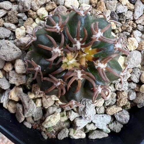 批发生猫爪圆盘玉仙人球多肉植物绿植基地实