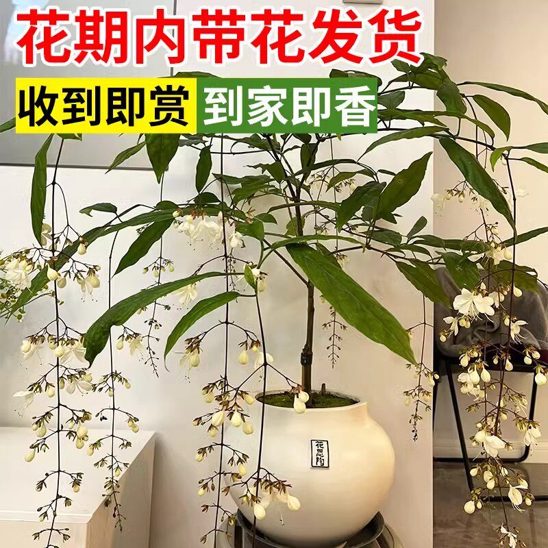 垂丝茉莉盆栽花卉植物室内易养好养春天适合阳台养的花带花苞厂家