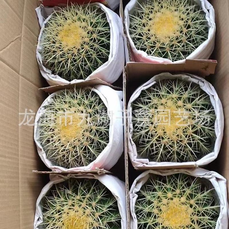6装金虎仙人球球形裸多肉植物根仙人掌仙人球沙生植物基地直发