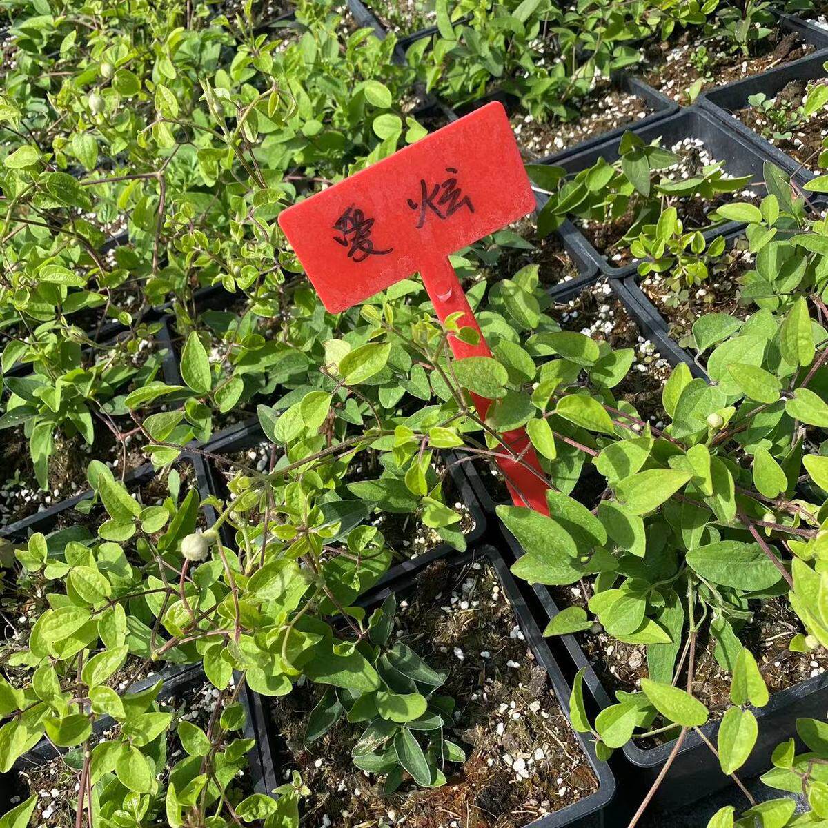 爱炫铁线莲盆栽庭院苗爬藤植物中耐寒花卉阳台四季攀援盆栽爬墙