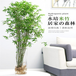 米竹盆栽苗水培植物室内小型凤尾竹桌面绿植微盆景竹子苗观赏竹