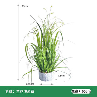 盆栽草洋葱小兰花莆草盆栽家居装饰品迷你洋葱草盆栽