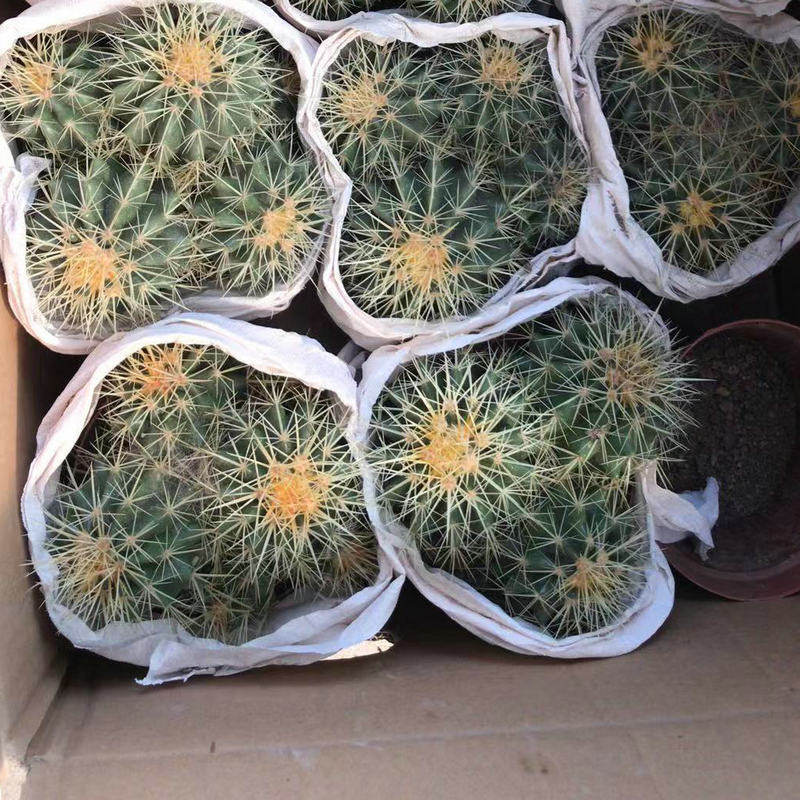 盆栽牡丹植物多头金虎桌面批发办公室仙人球多肉植物小盆栽绿植,鲜花速递/花卉仿真/绿植园艺,多肉植物,淘宝优惠券,粉丝福利购,淘宝优惠卷