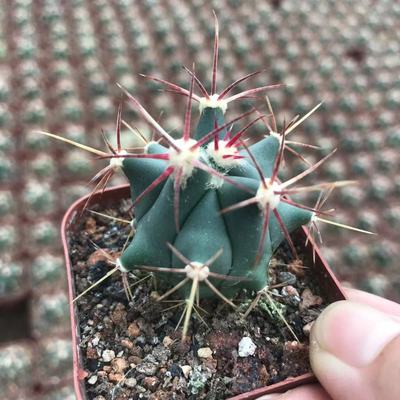 江守玉生实仙人球88装基地批发