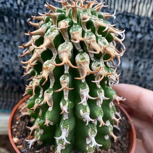 仙人球麒麟高度8厘米左右圆柱多肉植物绿植基地批发