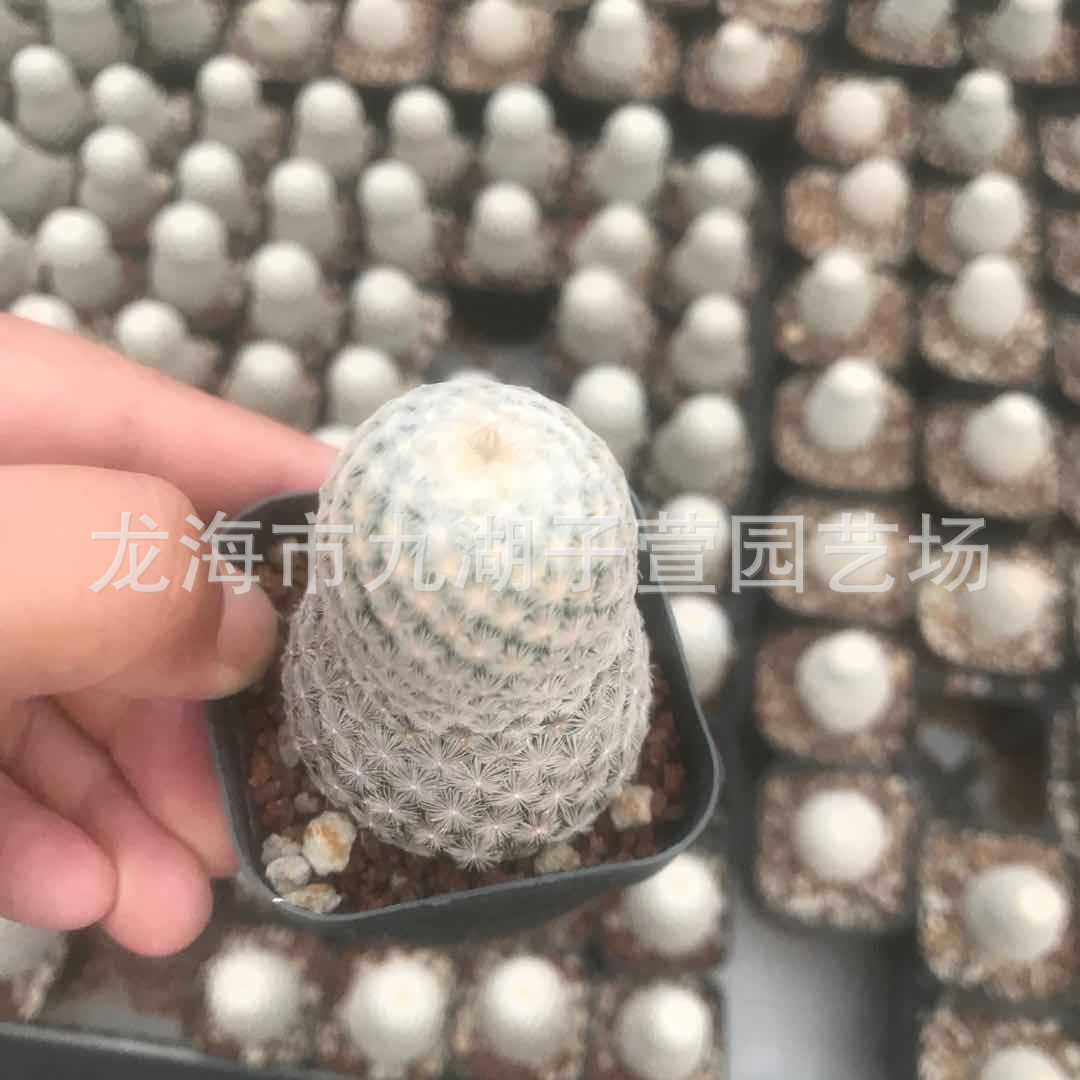 自仙人球无刺丽光殿3-4cm根多肉植物盆栽景观沙生植物基地批发,鲜花速递/花卉仿真/绿植园艺,多肉植物,淘宝优惠券,粉丝福利购,淘宝优惠卷
