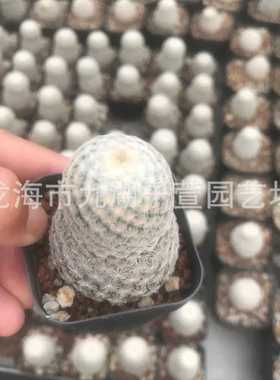 自根无刺丽光殿3-4cm基地多肉植物盆栽景观沙生植物仙人球批发