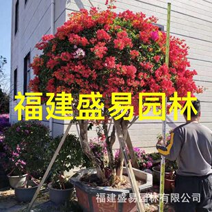 福建三角梅批发价格紫花三角梅桩景树桩红花造型三角梅桩头