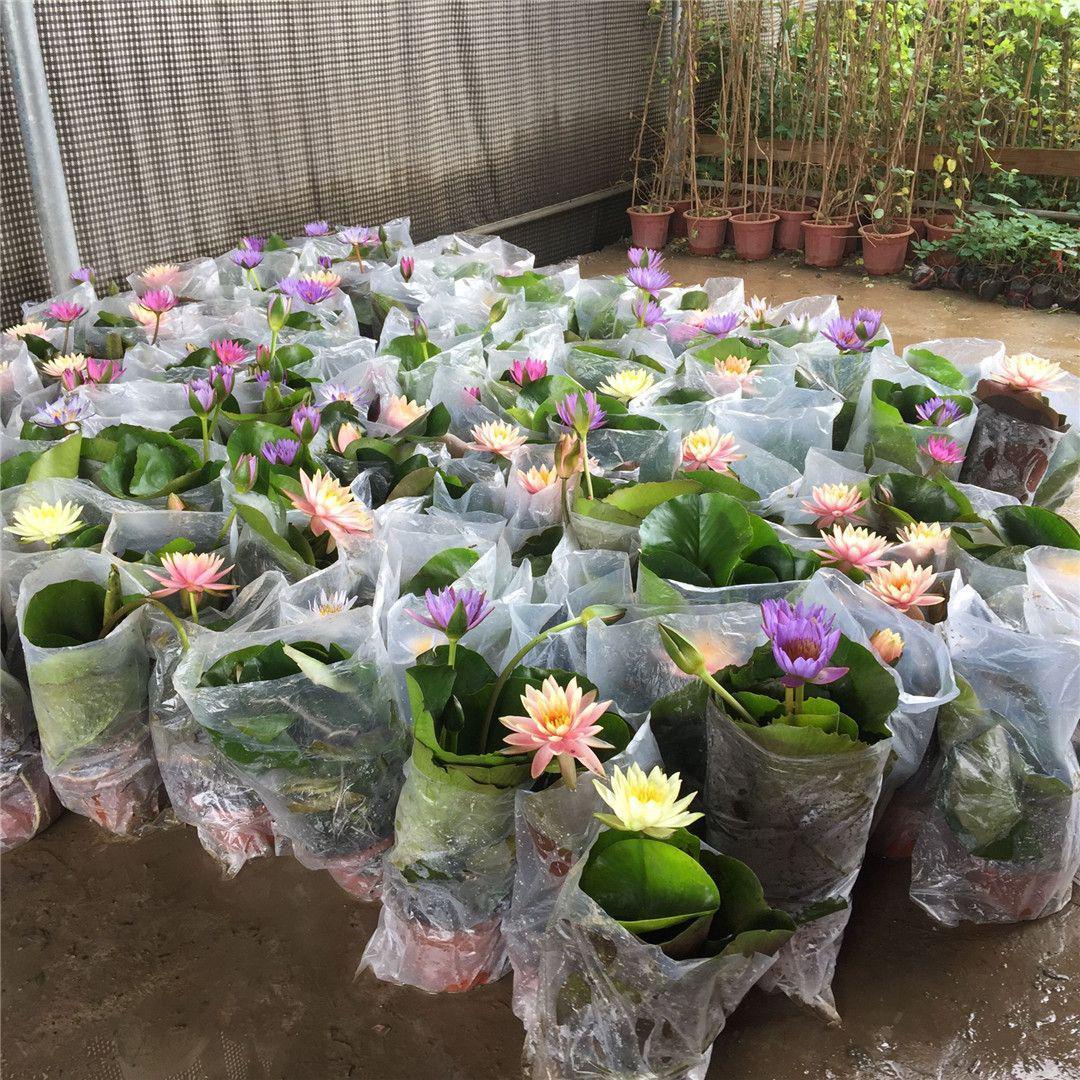 睡莲带花苞荷花水培植物鲜花水养原盆原土庭院水池塘四季泓小