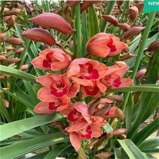 春节花蕙兰春兰浓香奇花好养易活兰花苗客厅花卉绿植盆栽大开花