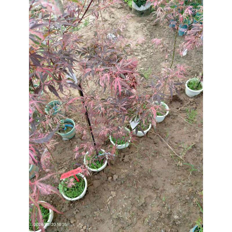 欧洲新品 歌舞狂欢 锦叶品种 阳台盆栽 花绿植栽园地枫树