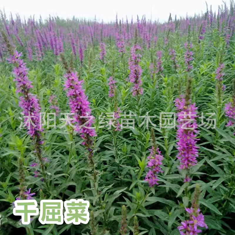 水培水生花卉力旱伞草水竹再美人蕉花黄菖蒲千屈菜苗池塘湿地植物