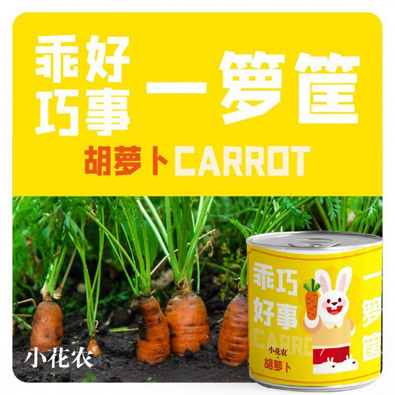 网红款祝福盆栽绿植厂家批发小花农种植摆件幼儿园小学种植盆栽