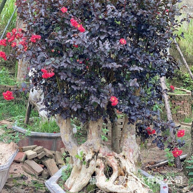 紫薇紫薇古桩湖北福建桩景价格安徽紫薇盆景北京紫薇树桩