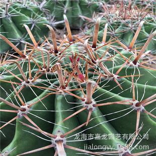 巨鹫玉仙人球植物狂热带花植物盆栽沙漠刺开景观植物厂家批发