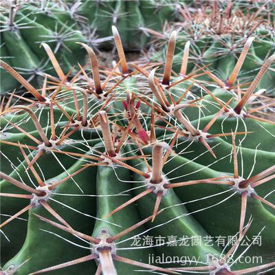 巨鹫玉仙人球植物狂刺开植物植物盆栽沙漠热带景观花厂家批发