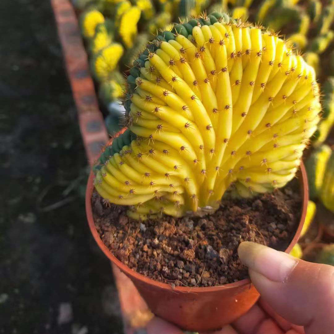 【基地直供】绿植柱多肉植物仙人花卉盆栽多闻柱缀化锦