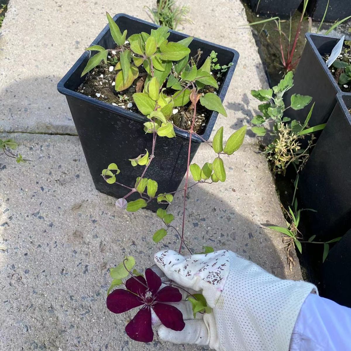 中国红铁线莲栽花耐热适合阳台盘栽地耐寒柱大花丰花好养