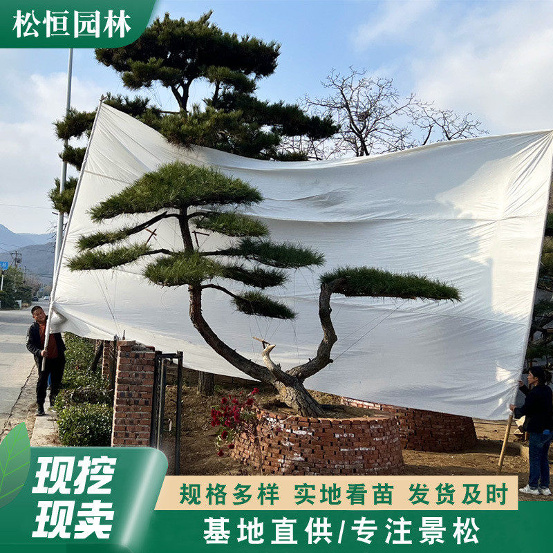 基地景观造型油松工程园林绿化四季常绿迎客松树别墅花园常用树
