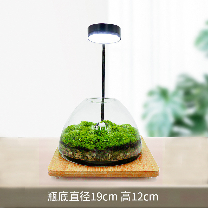 2u8k青苔苔藓植物微缩闷养瓶微景观微观生态瓶景观盆栽盆景造景成