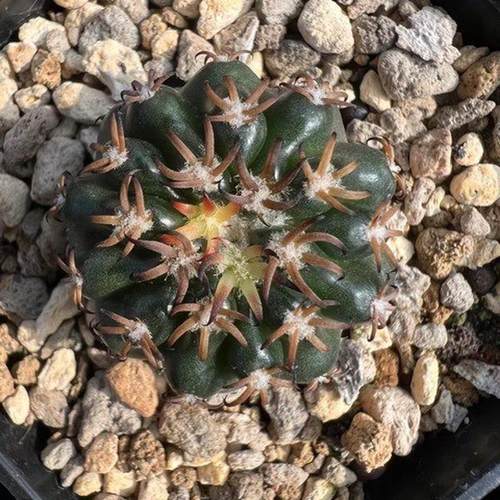 实生猫爪圆盘玉批发多肉植物绿植基地仙人球