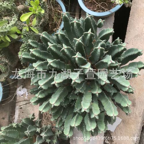 大戟科鹿角麒麟白麒麟角仙人柱水绿植盆栽多肉植物景观沙生植物