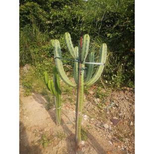 龙神木生态沙生馆多桨柱仙人掌仙人植物生产基地沙漠之舟景观